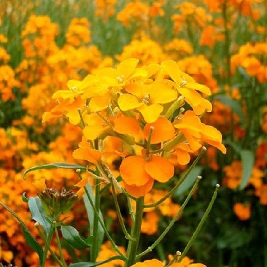 Siberian Wallflower Cheiranthus allionii fragrant flowers grown from seeds for garden planting