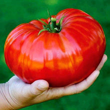 Heidi Organic Beefsteak Tomato Seeds prized among growers for delicious Homegrown Tomatoes