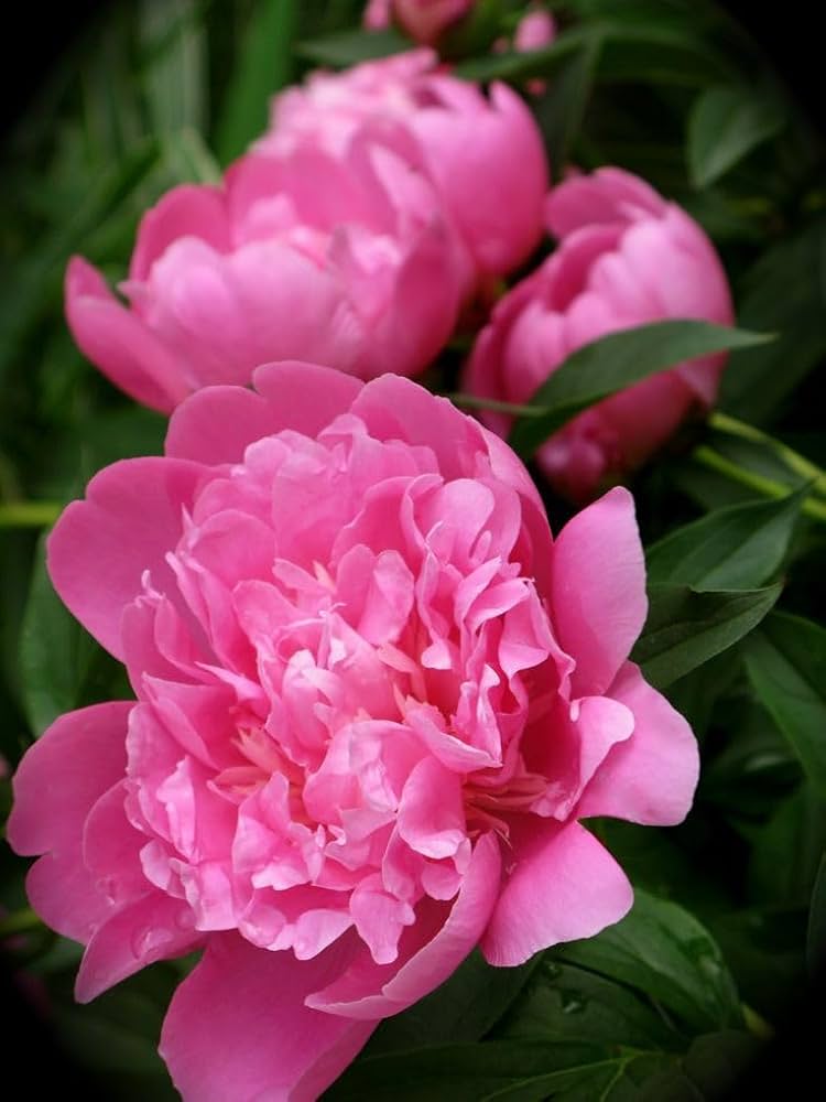 Peony Paeonia Lactiflora Ypink Flower Seeds for Planting – Ideal for Backyard Garden and Seasonal Blooms