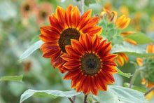 Sunflower Seeds (Helianthus annuus) for a lasting display in the Red Ornamental Variety in Home Garden
