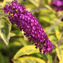 Nebelblumen Bacopa spp. for planting in flower bed