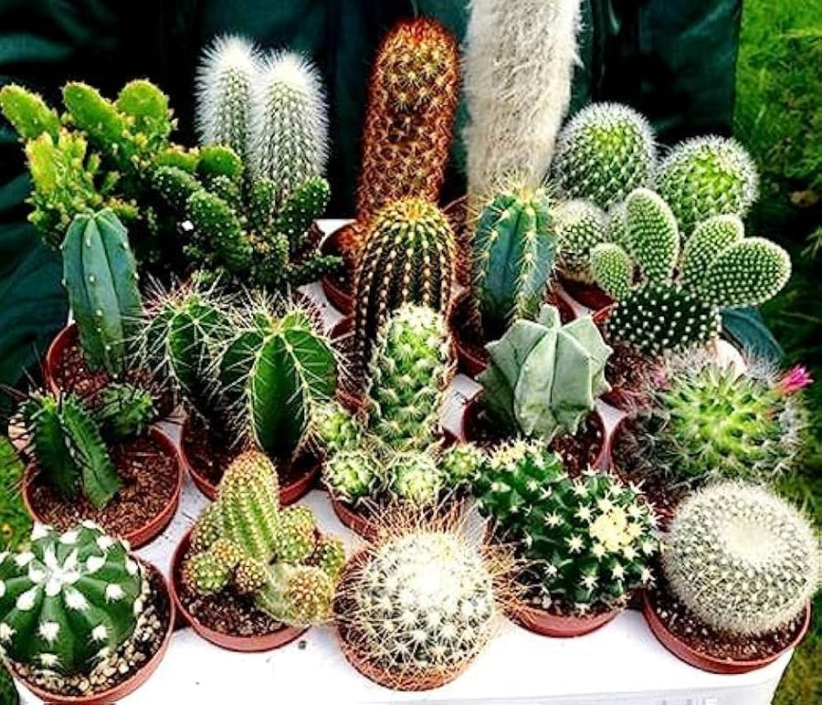 Cactus Mixed Species Mini Succulent Seeds for Planting – Great for Indoor Decor, Pots, and Low-Maintenance Displays