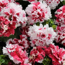 Petunia Seeds for colorful blooms in the Flower Beds