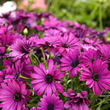 African Mixed Eyed Daisy Osteospermum Seeds for gardeners building out beds and borders