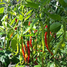 Kashmiri Chili Pepper Seeds (Capsicum annuum) for growers stocking the Spicy Indian Kitchen Garden Planting