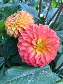 Dahlia Seeds (Dahlia pinnata) for growers filling out the Flower Bed