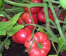 Brandywine Tomato Seeds (Solanum lycopersicum) for a fresh homegrown crop from the backyard kitchen garden planting