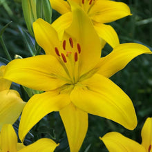Yellow Black Lilium Brownii Seeds for seasonal color across the Flower Bed & Garden