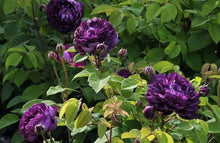 Climbing Rose Seeds (Rosa chinensis) for vertical growth across the Pink Variety in Backyard Garden