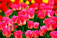 Rainbow Tulip Tulipa Gesneriana Seeds for seasonal color across the Home Perennial Beds