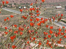 Desert Globemallow Seeds (Sphaeralcea ambigua) for seasonal color across the Xeriscape Garden