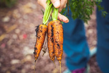 Carrot Seeds (Daucus carota) for productive rows in the Vegetable Garden