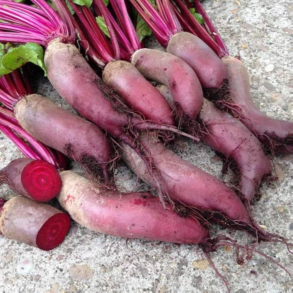 Cylinder Beetroot for planting in vegetable patch