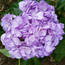 Hydrangea Hydrangea Macrophylla Seeds for vertical growth across the Ornamental Garden Landscaping