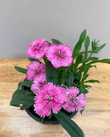 Dianthus Barbatus Seeds for colorful blooms in the home garden flower bed