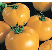 Sunny Boy Tomato Seeds (Solanum lycopersicum) for a reliable harvest in the home garden and sunny backyard planting