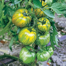 Green Zebra Tomato Seeds (Solanum lycopersicum) for a fresh homegrown crop from the Urban Vegetable Bed