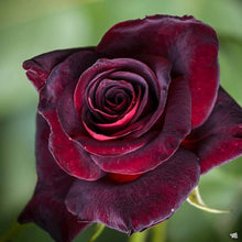 Rose Seeds known for beautiful, Classic Flower Blooms