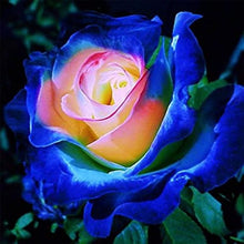 Black Rose Seeds for long-term planting in the yard