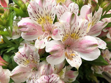 Army Green: White Peruvian Lily Seeds for a lasting addition to the Home Garden Green: Only Seeds