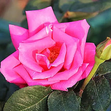 Exotic Rose (Rosas) seeds for wedding and balcony garden planting