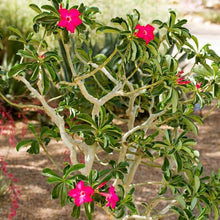 Adenium Desert Rose Mixed Colors Succulent Seeds for easy-care planting in pots or beds