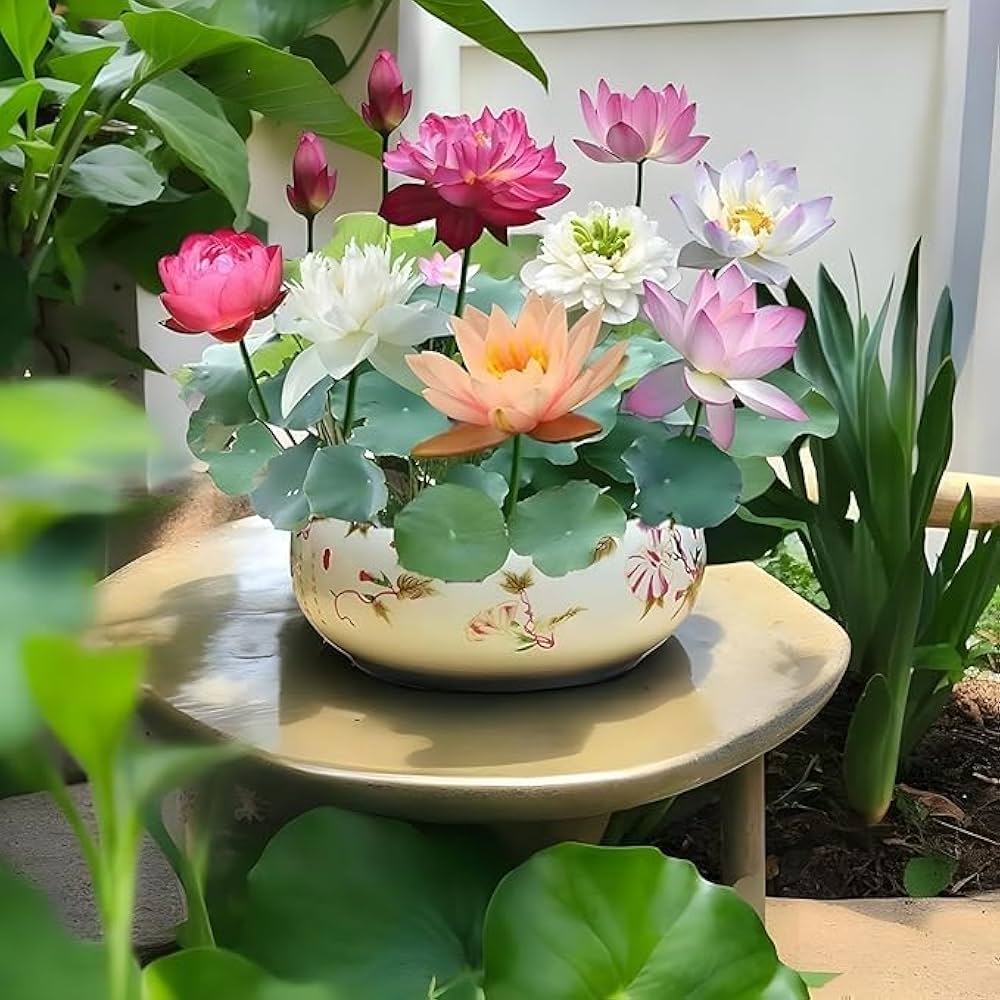 Mao Juan Flower (species unknown) for planting in home garden