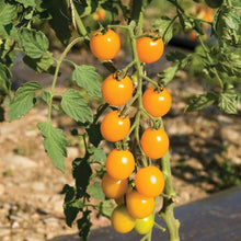 Cherry Yellow Milk Tomato Seeds for productive rows in the Fruit Plants & DIY Garden Projects