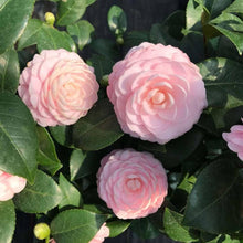 Pink Camellia (Camellia japonica) for planting in home bonsai garden