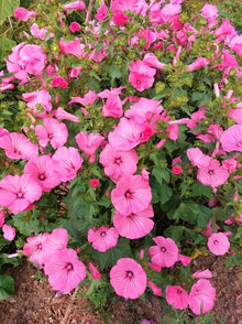 Rose Mallow Seeds (Malva sylvestris) for growers filling out the backyard garden beds
