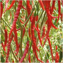 Long Slim Cayenne Pepper Seeds for growers stocking a kitchen garden