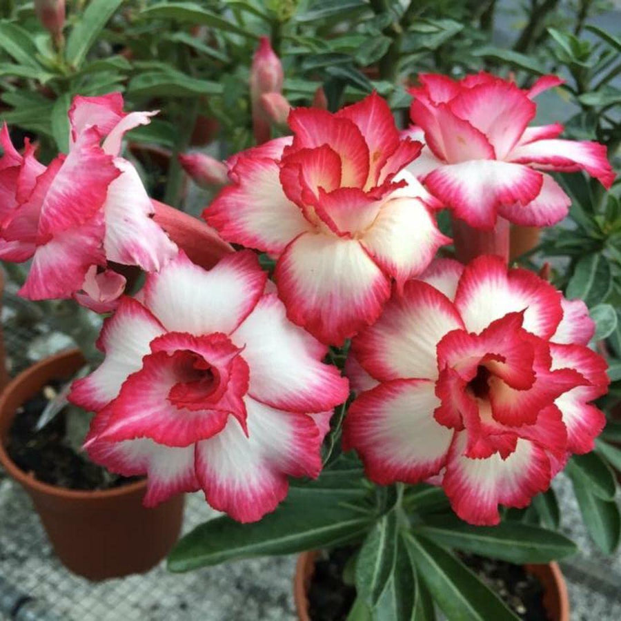 Rare Adenium Obesum Desert Rose Seeds â€“ Bonsai-Style Succulent with Thick Stem