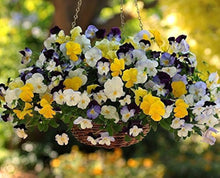 Viola Arvensis Field Pansy Seeds for a bright addition to the Flower Bed & Garden
