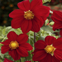 Dahlia Seeds (Dahlia pinnata) for colorful blooms in the decorative garden pots or beds
