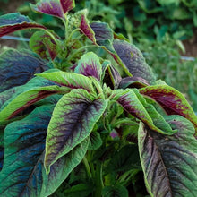 Plant Seeds (Liebe liegt) prized for ornamental Flowersarden Decoration