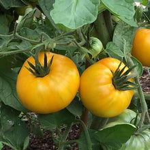 Yellow Brandywine PS Tomato Seeds for a productive addition to the vegetable patch