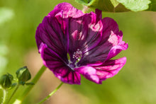 Hollyhock flower Seeds (Alcea rosea) for growers filling out the sunny flower borders