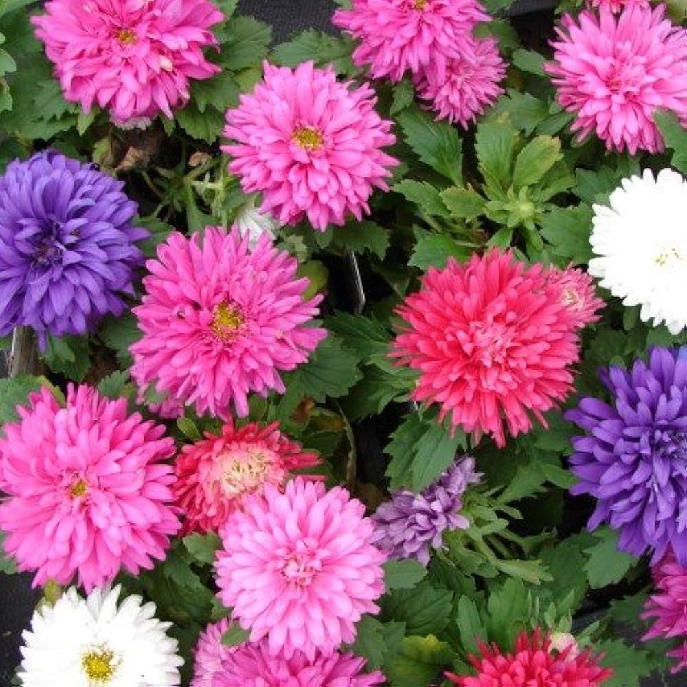 Double Aster Aster Amellus Seeds for planting in flower bed