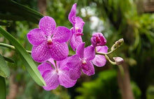 Rare Orchid Flower Seeds  Exotic Ornamental Plant for Home Gardening