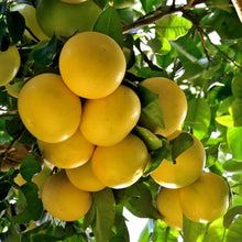 Grapefruit Seeds (Citrus x paradisi) for a homegrown harvest from the Home Garden & Orchard