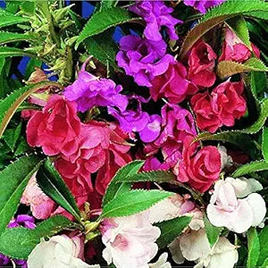 Double Camellia Impatiens Seeds (Impatiens walleriana) for gardeners building out beds and borders