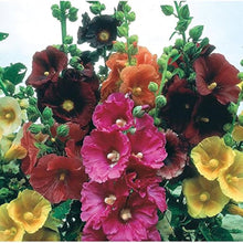 Orange Hollyhock Seeds (Alcea rosea) for sweet homegrown fruit in the Flower Bed