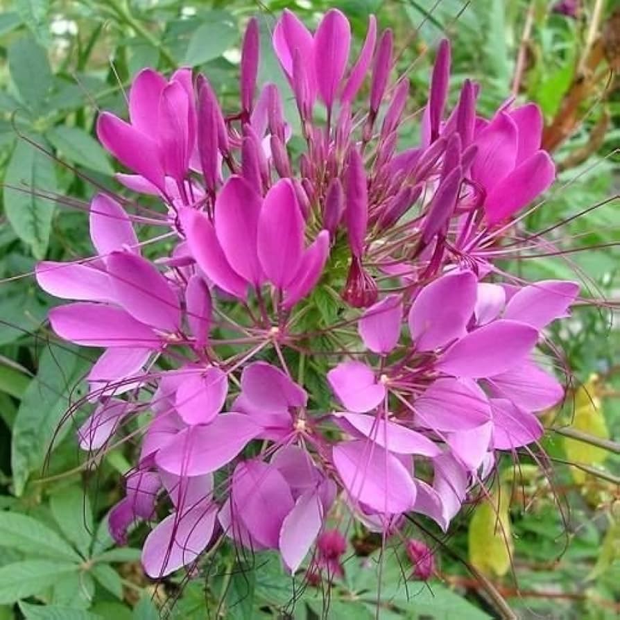 Violet Queen flower grown from seeds with large, vibrant violet blooms and lush green foliage
