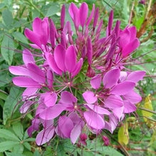 Violet Queen flower grown from seeds with large, vibrant violet blooms and lush green foliage