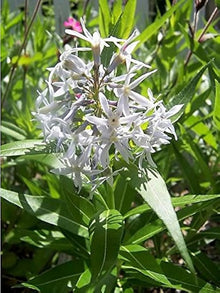 Blue Star Seeds (Amsonia illustris) for growers filling out the home garden flower border