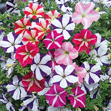 Petunia Seeds for seasonal color across the Flower Bed & Urban Garden