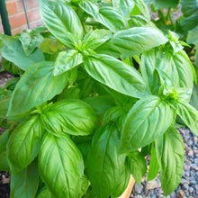 Italian Classic Basil Plants for a flavorful crop in the Culinary Garden