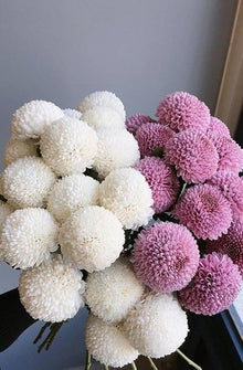 Colorful Chrysanthemum Bonsai Seeds (Chrysanthemum spp.) for a lasting addition to the DIY Garden or Flower Pots