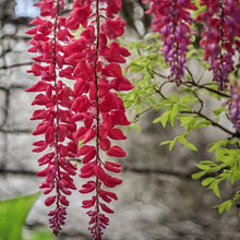 Red Wisteria Creeper Seeds (Wisteria sinensis) for growers filling out the Flower Fence