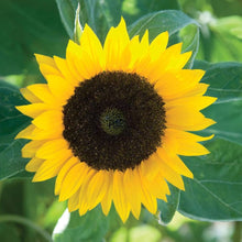 Exotic Russian Giant Sunflower Helianthus Annuus Seeds for seasonal color across the Garden